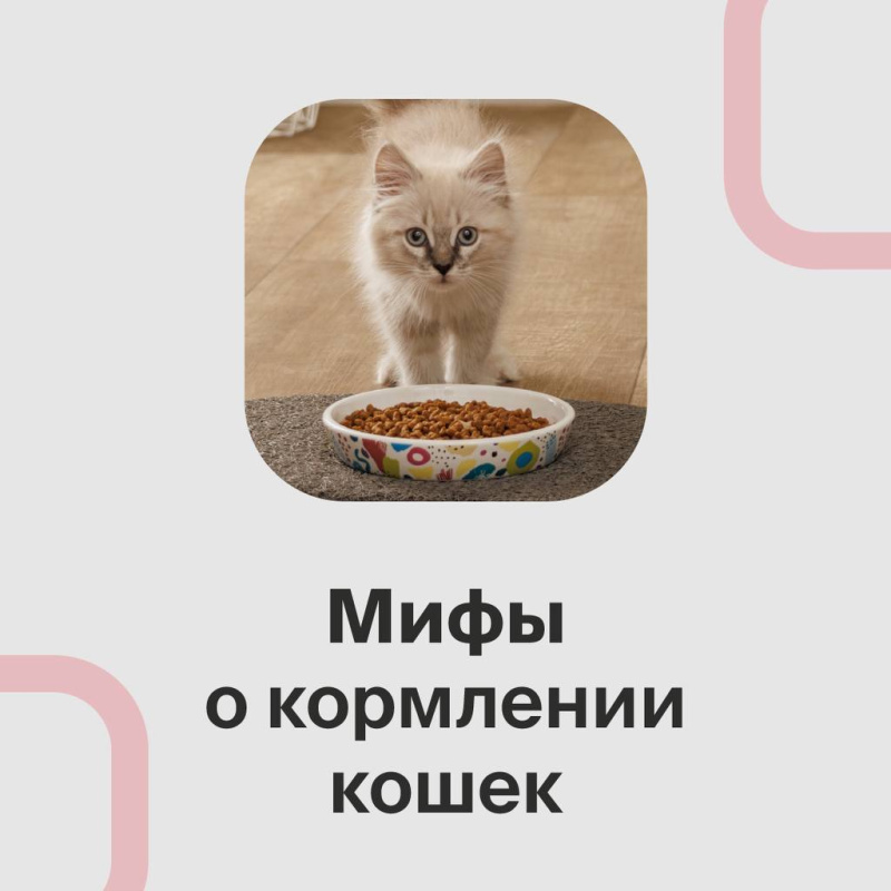 Мифы о кормлении кошек Мифы о кормлении кошек